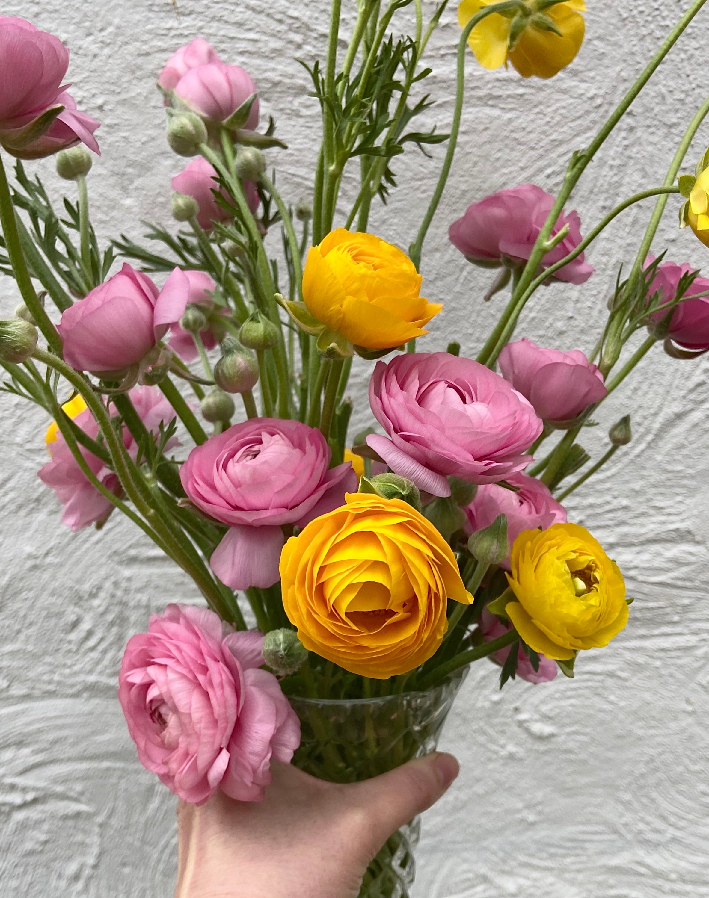 Grow Gorgeous Ranunculus: Easy Tips for Planting, Caring and Cutting Stunning Blooms